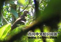 ��ͷ�������