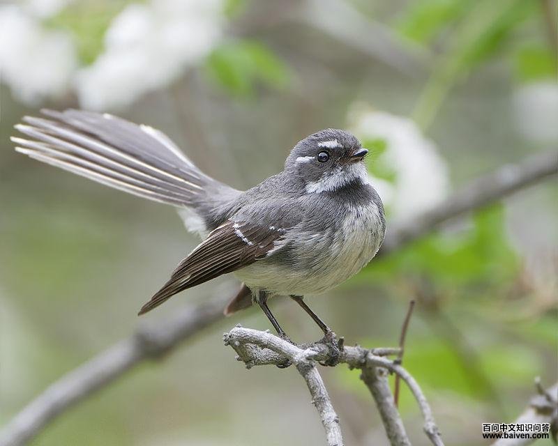 灰扇尾鹟 灰扇尾鹟的图片