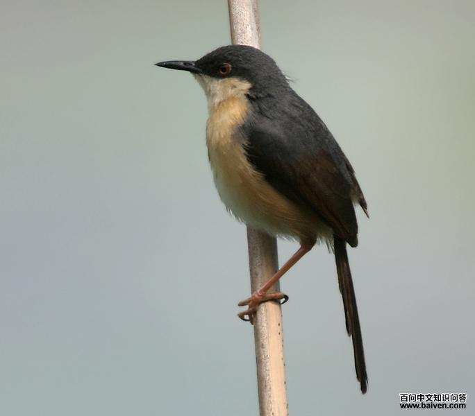 ��ɽ��ݺ��ͼƬ