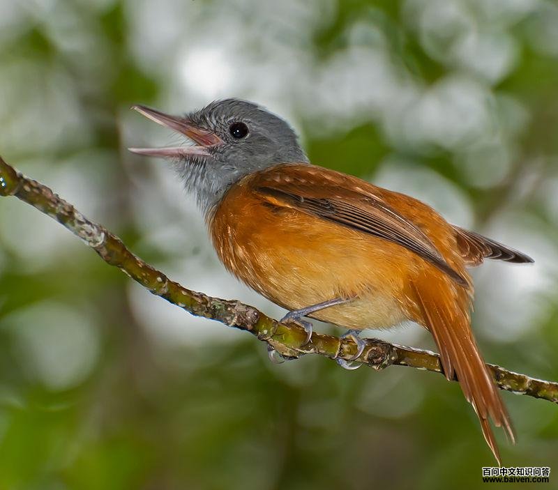 ��ͷ���ٰ��l��ͼƬ