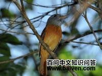 ��ͷ���ٰ��l