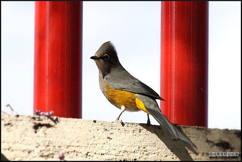 ��˿�l��ͼƬ