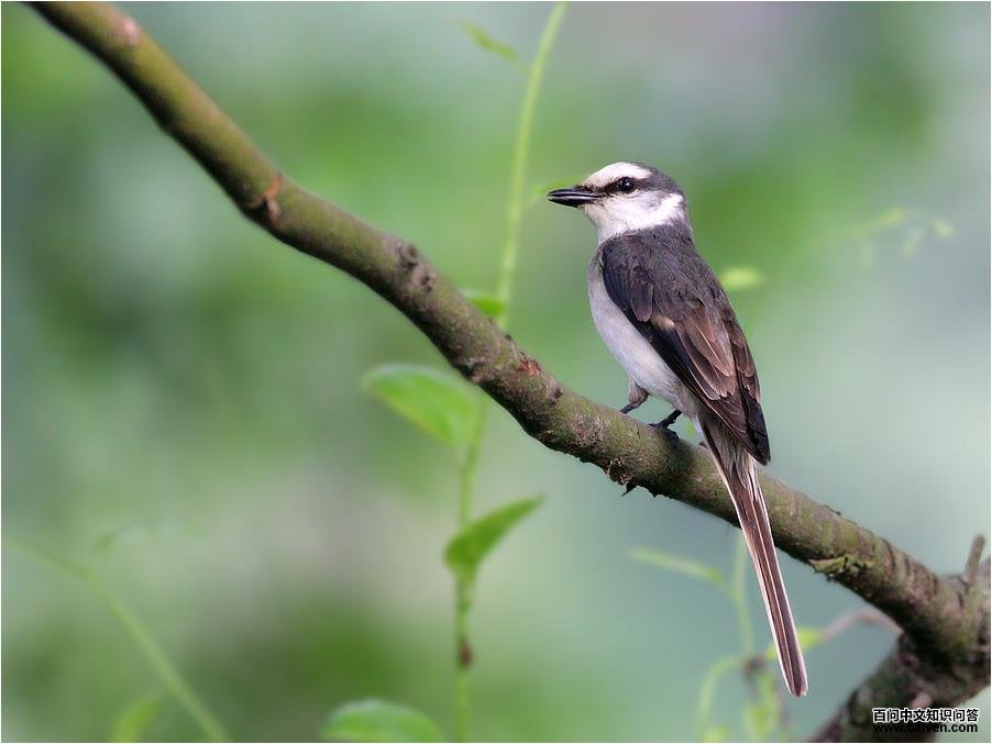 ��ɽ�����ͼƬ