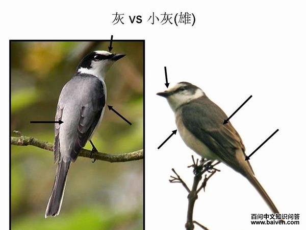 ��ɽ������С��ɽ����