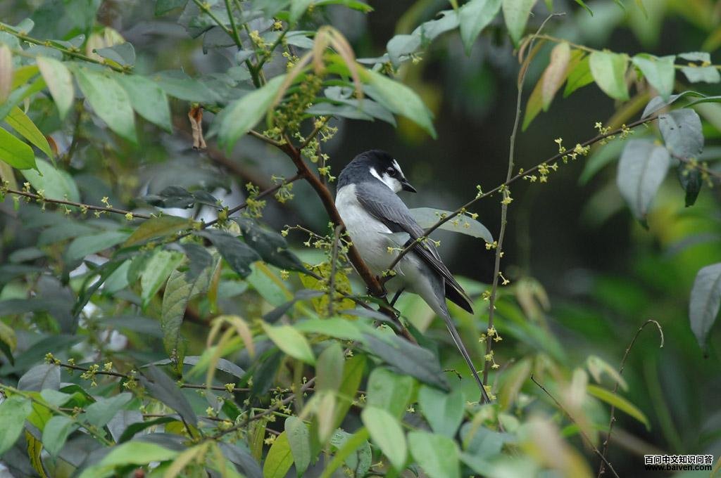 ��ɽ����