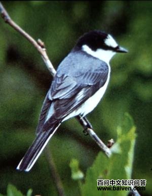 ��ɽ����