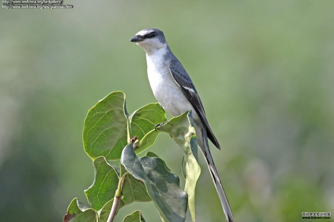 ��ɽ����