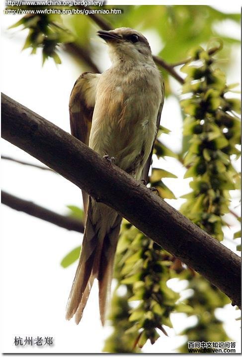 ��ɽ����