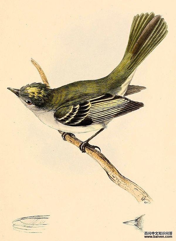 ��ɫ�����l��ͼƬ