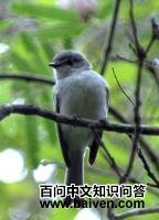 ��ɫ�����l