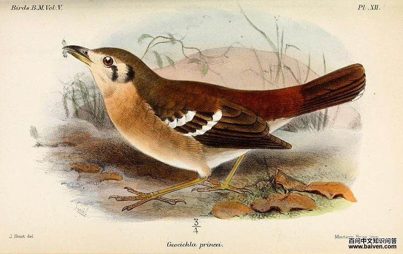 ��ɫ����ͼƬ