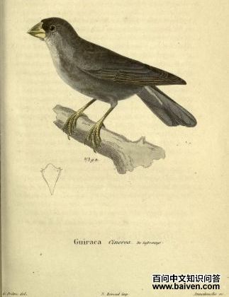 灰雀鹀属 灰雀鹀属的图片