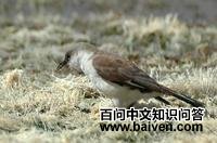 �׸���β��ȸ