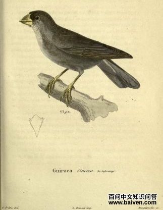 灰雀鹀 灰雀鹀的图片