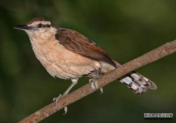 灰曲嘴鹪鹩 灰曲嘴鹪鹩的图片