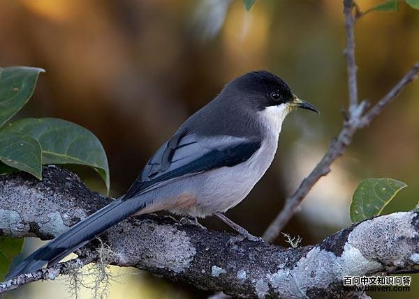 灰奇鹛 灰奇鹛的图片