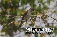 灰拟霸鹟 灰拟霸鹟的图片