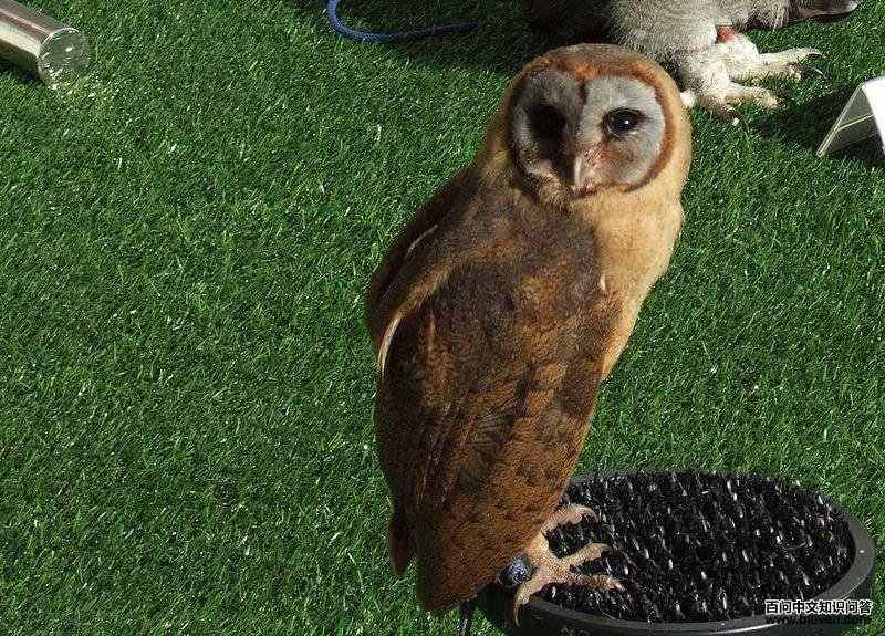 �����^��ͼƬ