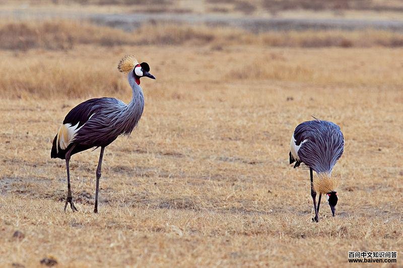 灰冕鹤 灰冕鹤的图片
