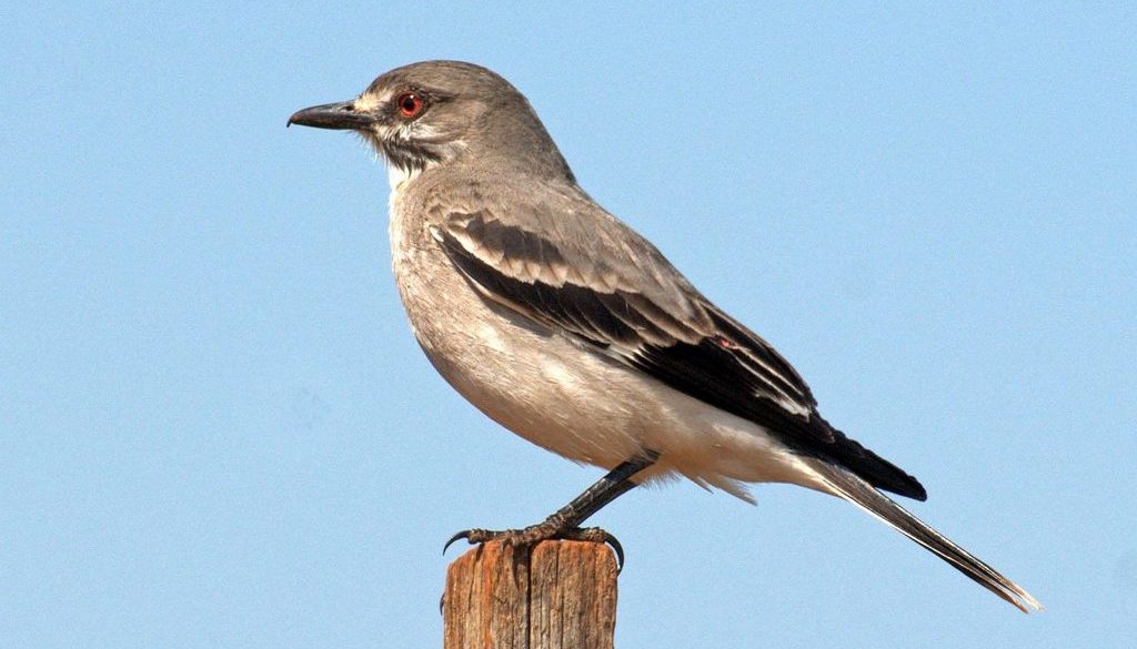 灰蒙霸鹟 灰蒙霸鹟的图片