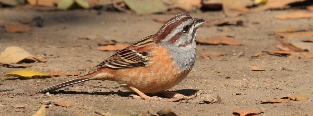 �������c���������ɫ