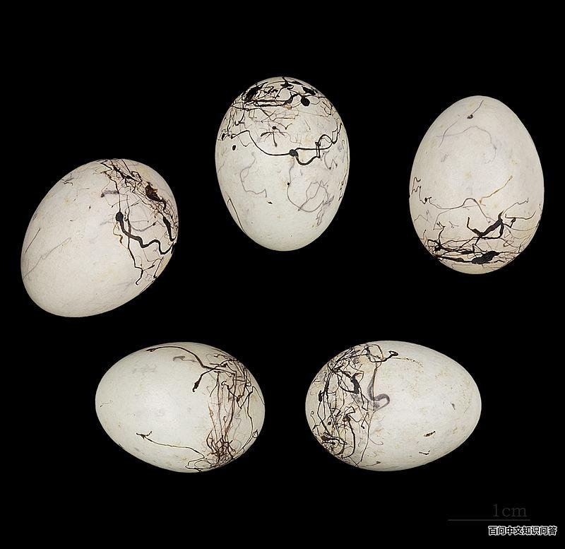 ��ü���c������