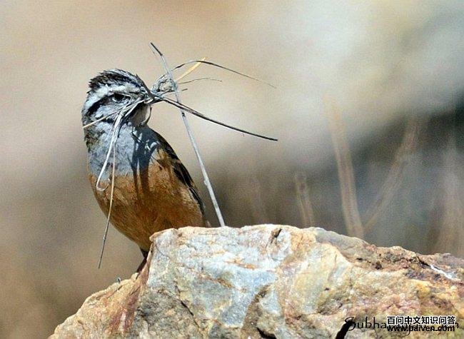 ��ü���c������