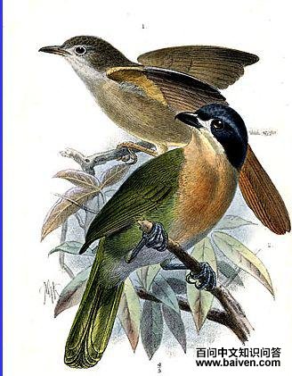 ������ľ�ǵ�ͼƬ