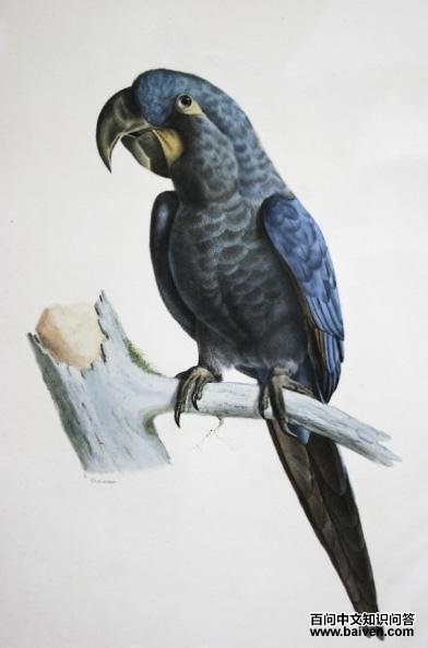 灰绿金刚鹦鹉 灰绿金刚鹦鹉的图片