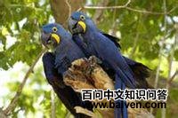 ���̽������