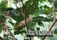 灰绿鹎 灰绿鹎的图片