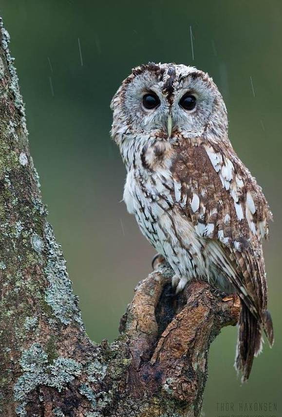 �����^����ɫ��