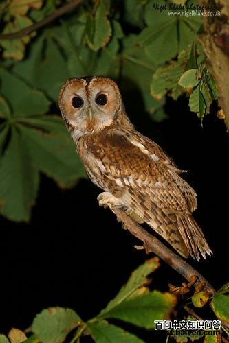 �����^����ɫ��