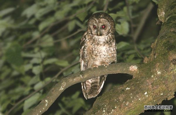 �����^nivicola���֣������Ĵ���