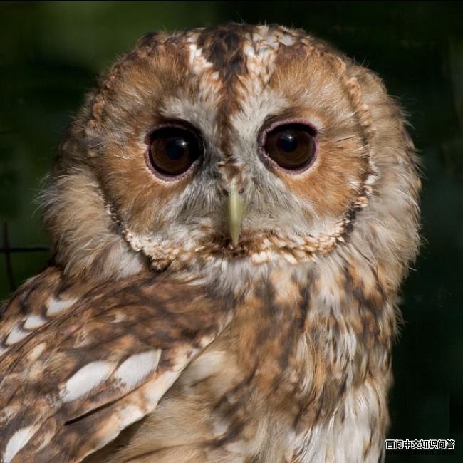 �����^�����̺��۾�