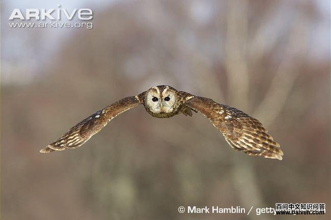 �����^������ͼ