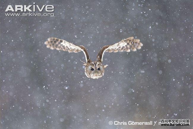 �����^������ͼ