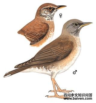 �׸�𴣺��̬����ͼ