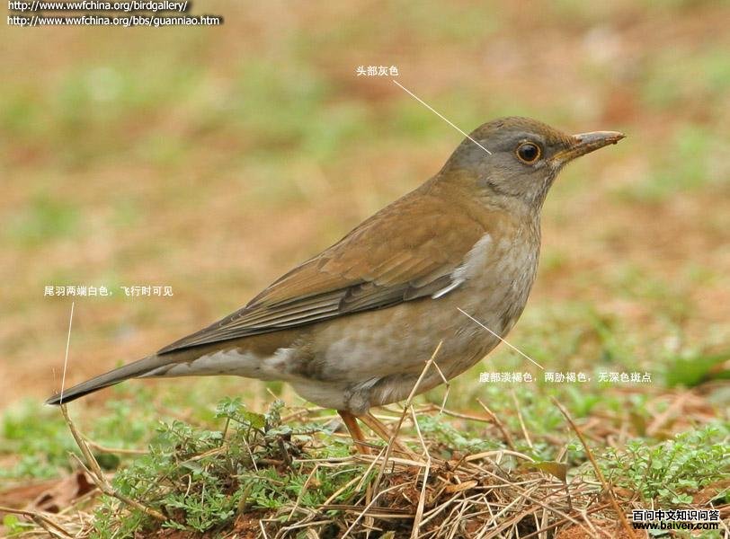 �׸������ ������ׯׯ����