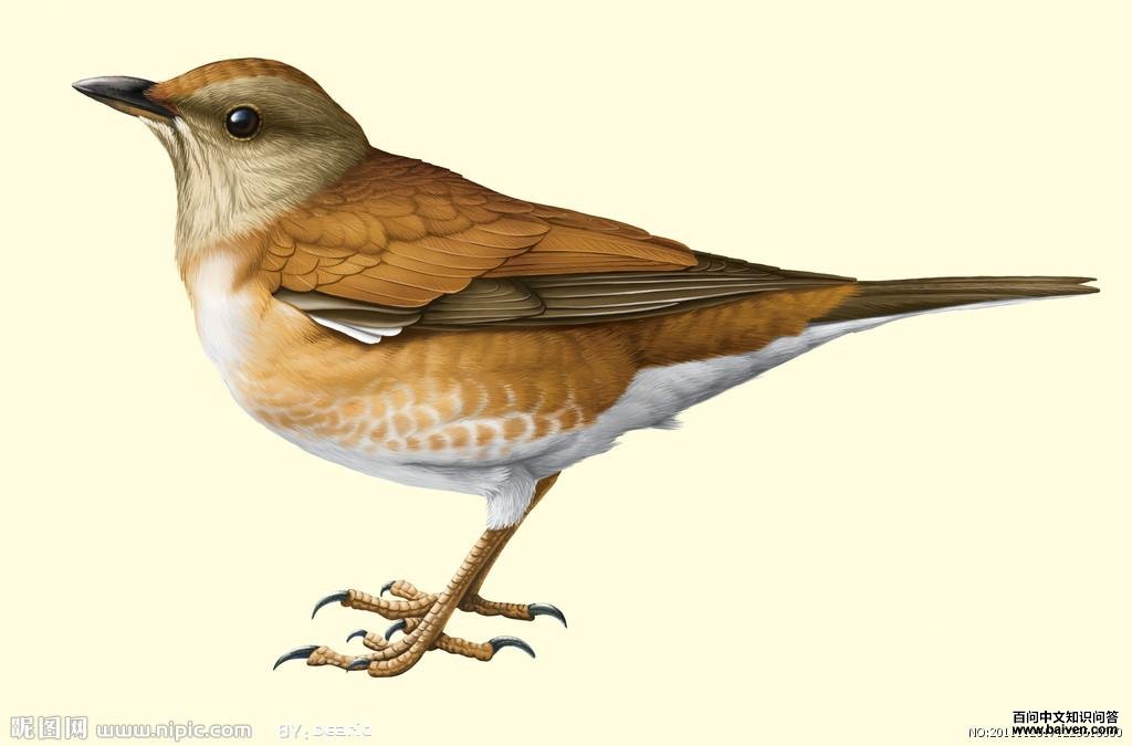 �׸�𴳬дʵ�廭������Bearid