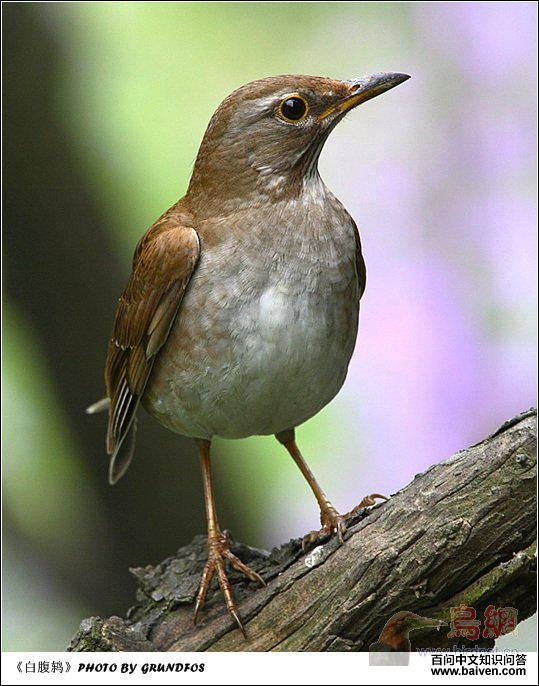 �׸�𴣬�����㡣