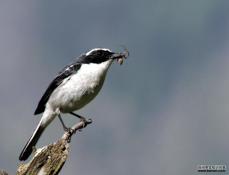 �����S��ͼƬ