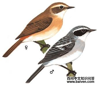 �����S����̬����ͼ