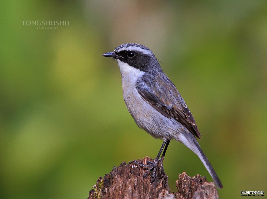 �����S��������ͯ����