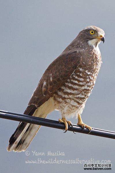 �����\ӥ��ͼƬ