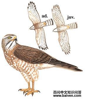 �����\ӥ����̬����ͼ