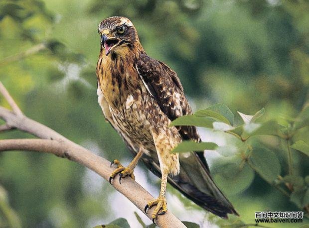 �����\ӥ���ǳ���