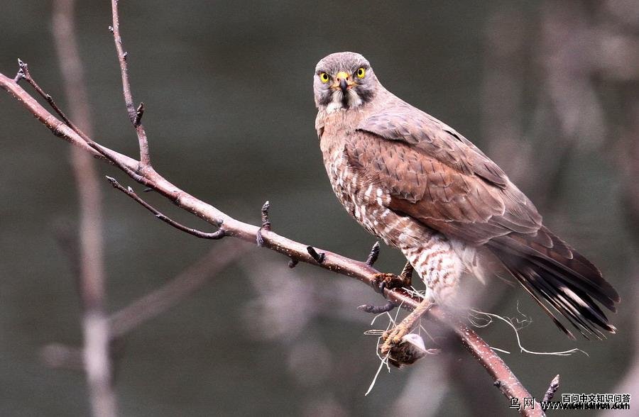 �����\ӥ����ʳ����