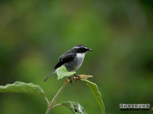 �����S������