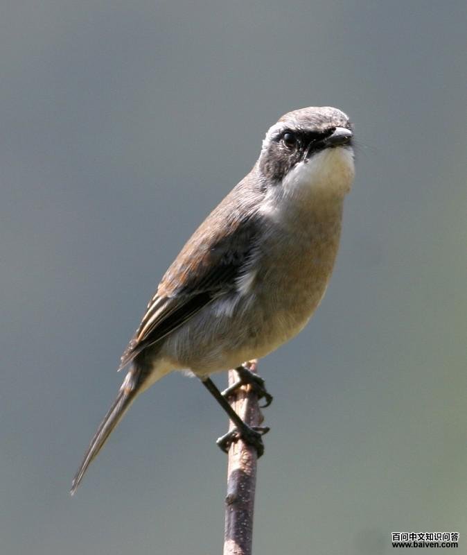 �����S������